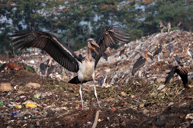 Greater Adjutant Storks perches on a garbage-heap at Boragaon dumping site, on the eve of World Environment Day, in Guwahati, Assam, India on Friday, June 4, 2021. The World Environment Day is observed every year on June 5, and the theme of this year is Air Pollution