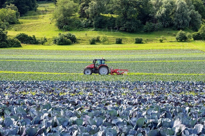 A tractor tilling a vegetable field, red cabbage field, Hegau, Baden-Württemberg, Germany, Europe