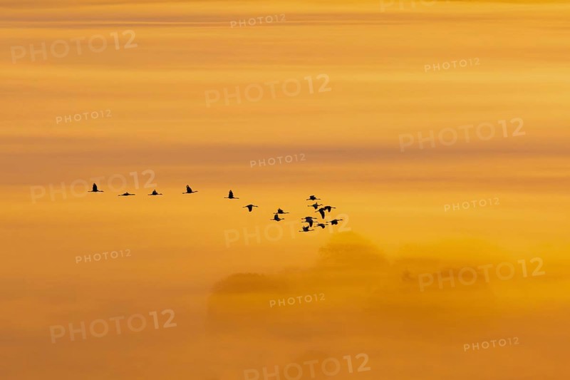 Scenics view at a flock of Cranes (grus grus) flying in mist at sunrise