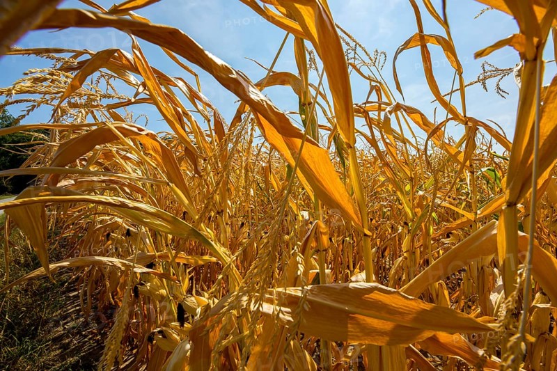 Corn field dried up and only low grown, small corn cobs, due to the summer drought, drought, in East Westphalia Lippe, North Rhine-Westphalia, summer 2018