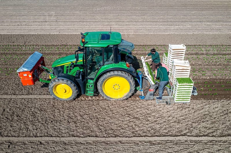 Agriculture, herb gardening, parsley is planted in rows in a field with a planting machine