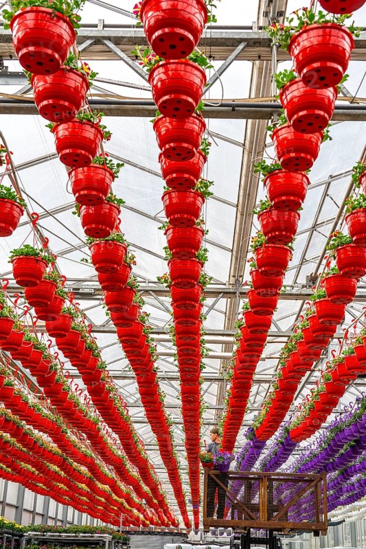 Horticultural business, flower pots, so-called petunia ampel, grow in a greenhouse, under the glass roof, until they have the right growth stage for retail, each pot is watered individually, by drip irrigation, Straelen, North Rhine-Westphalia, Germany, Europe