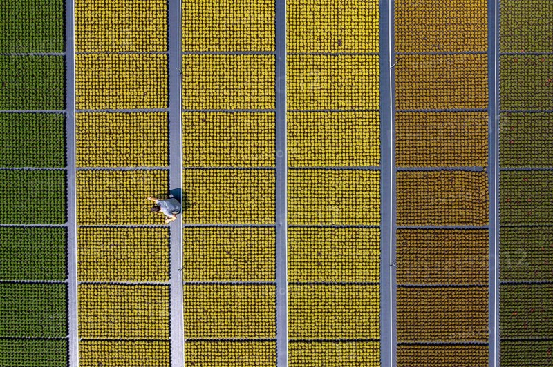 Horticultural business, broom heather plants, in flower pots, outdoors, Calluna vulgaris, are cut back to optimise the flowering behaviour, North Rhine-Westphalia, Germany, Europe
