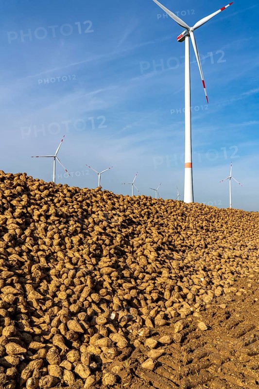 Agriculture, sugar beets are stacked at the edge of the field after harvesting, beet pile, intermediate storage in front of transport to the sugar factory, near Grevenbroich, North Rhine-Westphalia, Germany, Europe