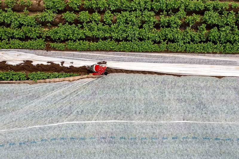 Potato field, fleece cover is removed, the fleece is intended to protect against weather influences, pests, hailstorms in spring and supports growth at low temperatures, here early potatoes, 6 weeks after planting, a good 3 weeks until harvest, North Rhine-Westphalia, Germany, Europe
