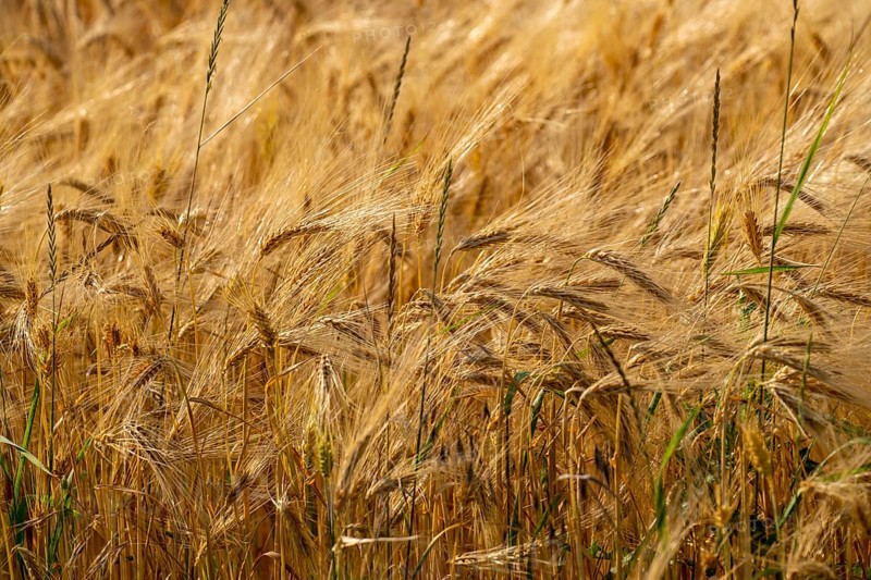Grain field, ready for harvest, barley, ears