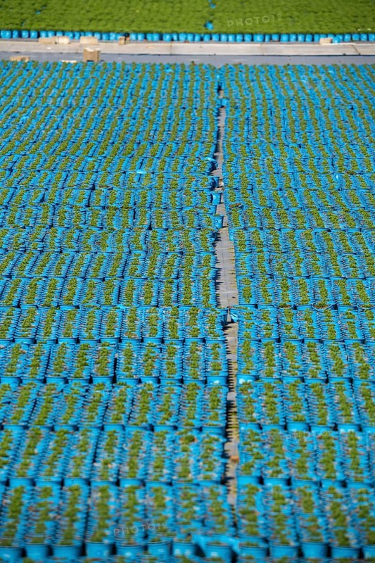 Gardening, plant cultivation, ornamental plants grow in flower pots, outdoors