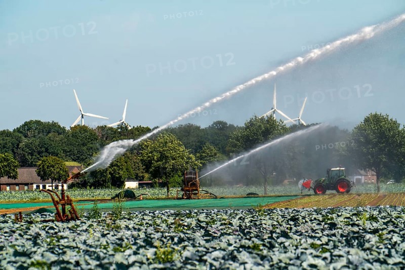 A field is artificially irrigated, water is sprayed onto the field via a sprinkler system, vegetable cultivation, red cabbage, North Rhine-Westphalia, Germany, Europe