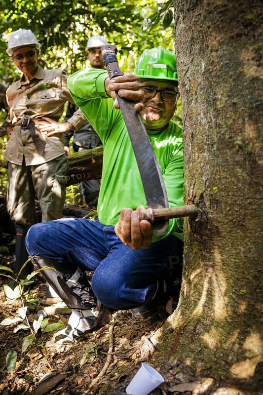 An employee of the cooperative of the traditional local population, COOMFLONA in the Tapajos National Forest, explaining the extraction of Copaiba oil from a tree. Tapajos National Forest, 19.07.2024. Photographed on behalf of the Federal Ministry for Economic Cooperation and Development