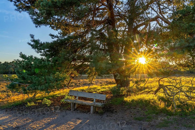 Westruper Heide, in the Hohe Mark Westmünsterland nature park Park, old wooden bench on a tree, near Haltern am See, heather blossom, North Rhine-Westphalia, Germany, Europe