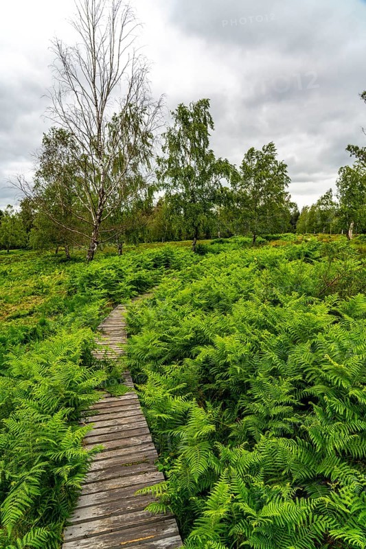 Bohlenweg, in the Struffelt nature reserve, near Roetgen-Rott, part of the Eifelsteig long-distance hiking trail, Hohes Venn-Eifel nature park Park, North Rhine-Westphalia, Germany, Europe