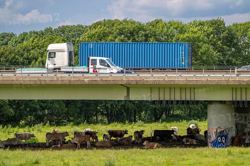 Container lorry on the A40 motorway, bridge over the Ruhr and Styrumer Ruhrauen, herd of cattle, dairy cows grazing, Mülheim an der Ruhr, North Rhine-Westphalia, Germany, Europe