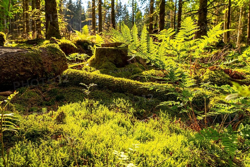 Forest, Sauerland landscape, mosses and ferns, Rothaargebirge, north-west, above the town of Bad Berleburg, North Rhine-Westphalia, Germany, Europe