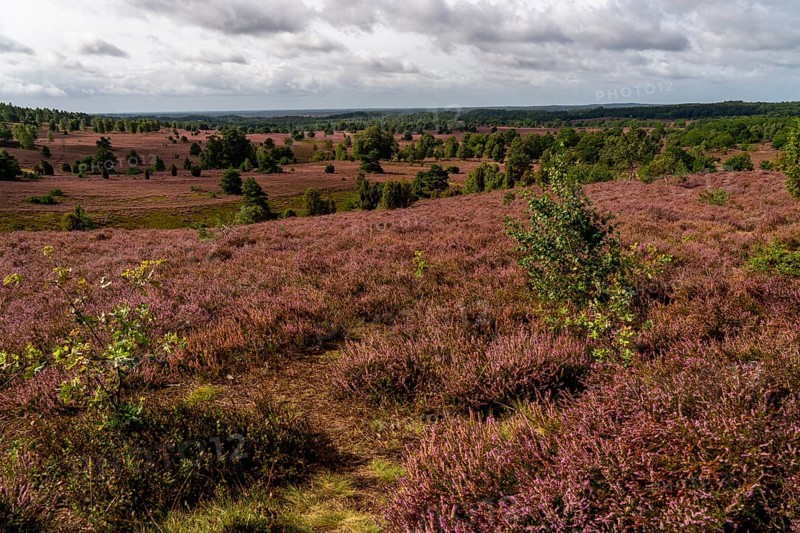Flowering heath, heather and juniper bushes, near Wilseder Berg, in the Lüneburg Heath nature reserve, Lower Saxony, Germany, Europe