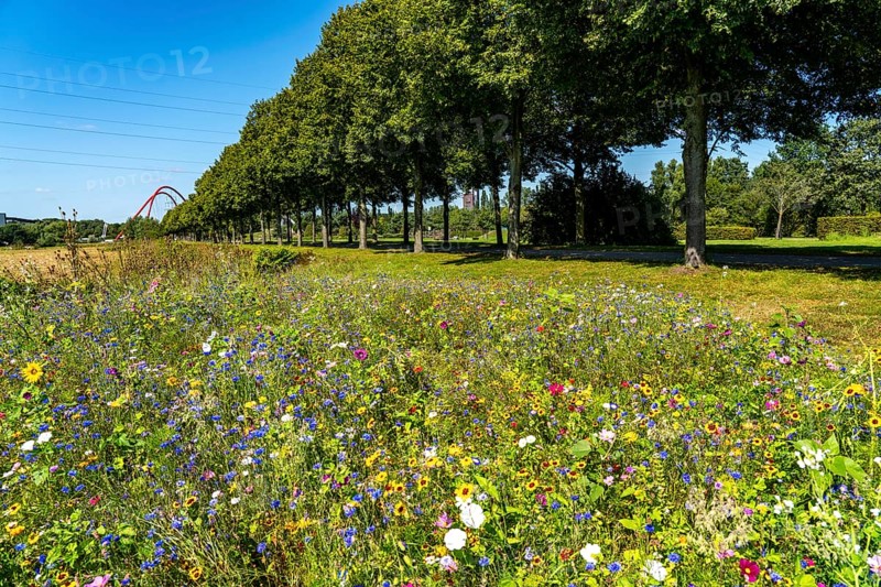 The Nordsternpark, former site of the Nordstern colliery, wildflower meadow, double arch bridge, in Gelsenkirchen, North Rhine-Westphalia, Germany, Europe