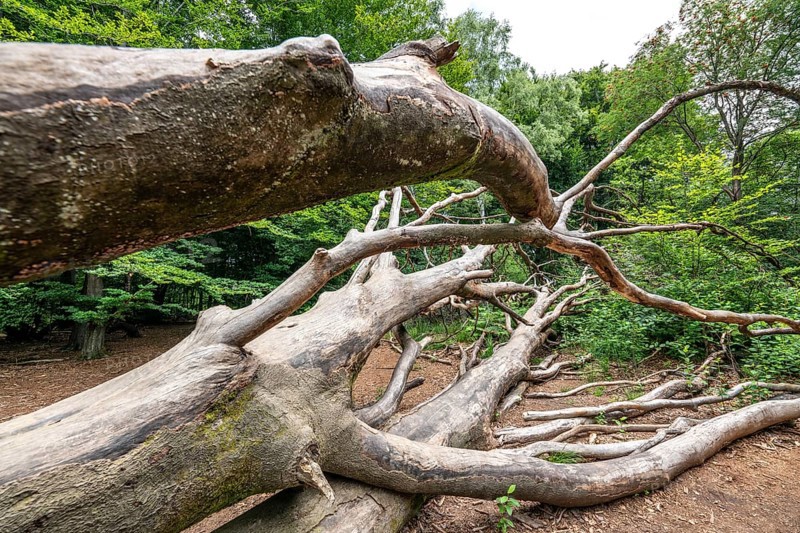 The Sababurg primeval forest, or primeval forest in the Reinhardswald, is a 95-hectare biotope under nature and landscape protection, with trees over 500 years old, hut trees, in the district of Kassel, Hesse, Germany, Europe