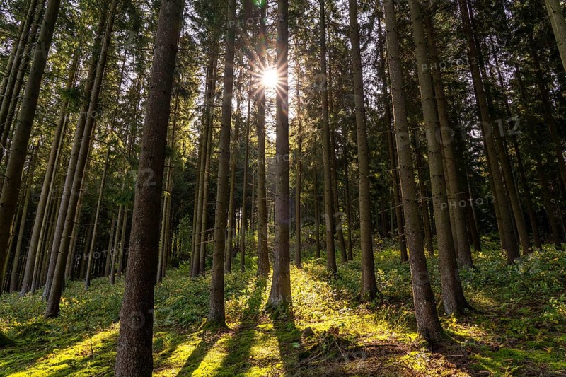 Dense spruce forest, in the Hochsauerland district, near Altastenberg, Sauerland, North Rhine-Westphalia, Germany, Europe