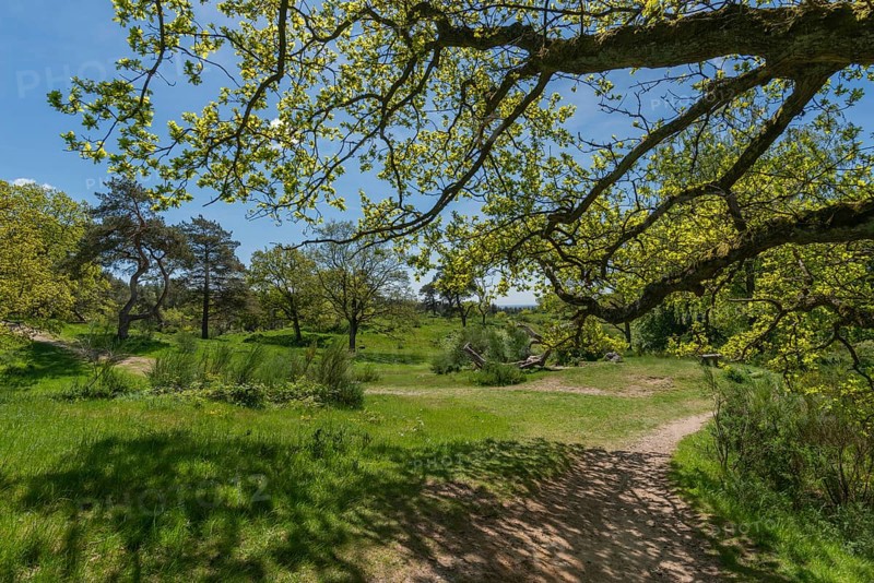 Svanninge Bakker, Faaborg, wooded heights in southern Funen, nature reserve, recreation, hiking, hiking trail, South Funen, Denmark, Europe