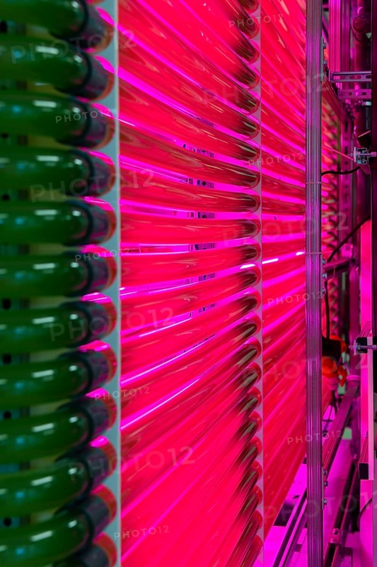 PUEVIT GmbH produces the most efficient photobioreactors for the cultivation of microalgae. The aim is to revolutionise the supply of raw materials through microalgae production. Innovative technological solutions have been developed for the growth and harvesting of spirulina, chlorella and other microalgae, for example, which enable unique efficiency, unprecedented simplicity and maximum stability in what is probably the most compact tube system on the market. Raw, unprocessed spirulina is produced as a fresh, regional food under the ALGENWERK brand. The algae grow in our own facilities and are harvested and freshly packaged directly without any further processing. Spirolina production, start-up of full production at the Puevit algae plant, Dresden, Saxony, Germany, Europe