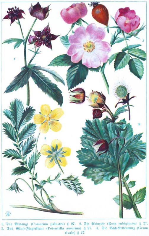 Botany, blood eye (Comarum palustre), vine sweet briar (Rosa rubiginosa), goose cinquefoil (Potentilla anserina), water avens (Geum rivale), historical illustration 1900