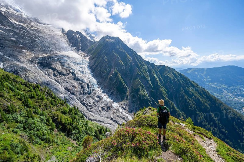 Mountaineer between alpine roses on a hiking trail, impressive mountain landscape with glacier, view of glacier Glacier de Taconnaz, hike La Jonction, Chamonix, Haute-Savoie, France, Europe