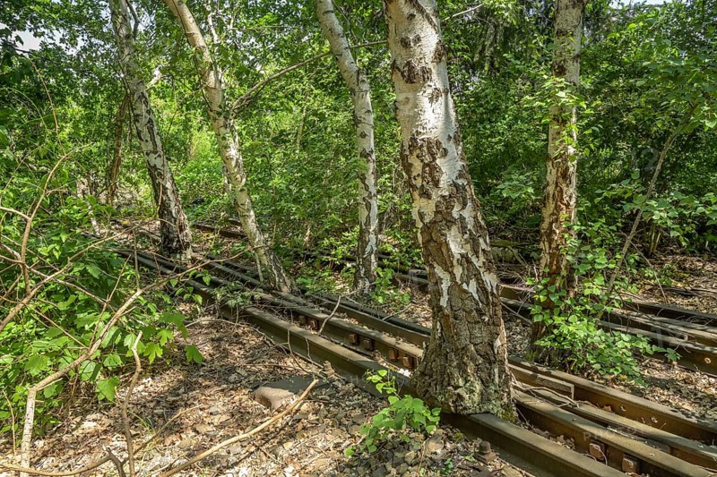 Birch trees, railway line, Schöneberger Südgelände Nature Park, Prellerweg, Schöneberg, Berlin, Germany, Europe