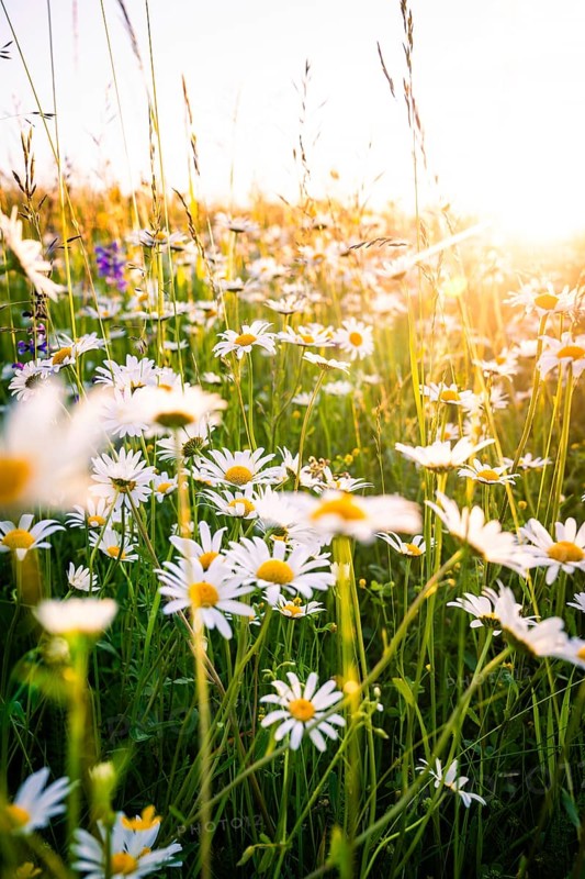 Blooming meadow full of daisies in the sunlight, Black Forest, Gechingen, Germany, Europe