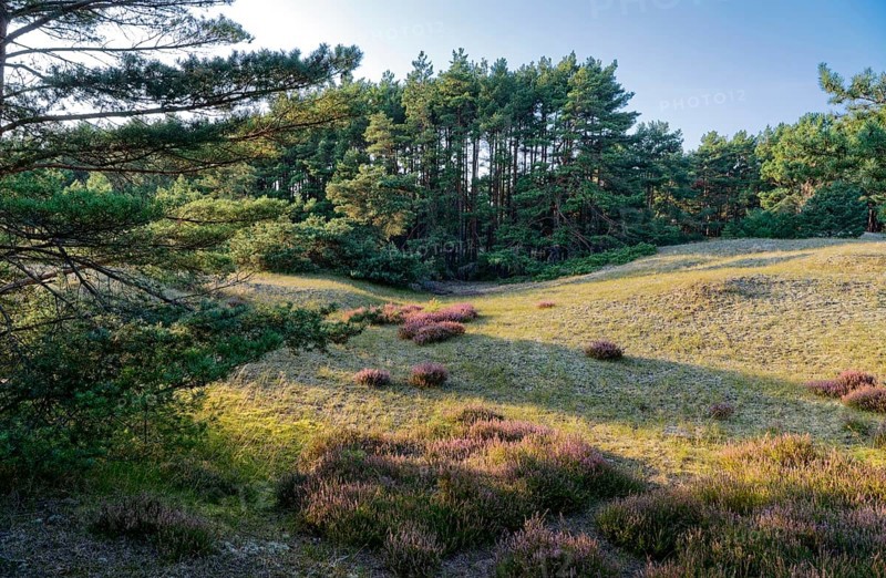 Landscape and fauna in the Slowinski National Park, Slowinski Park Narodowy, on the Baltic coast in northern Poland. The area has been a UNESCO biosphere reserve since 1977. Rowy, Slupka, Pomerania, Poland, Europe