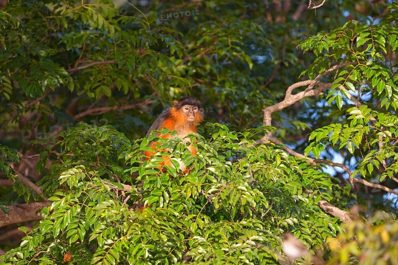 Western red colobus (Piliocolobus badius), primates, Janjabureh boat trip, Janjabureh, South Bank, Gambia, Africa