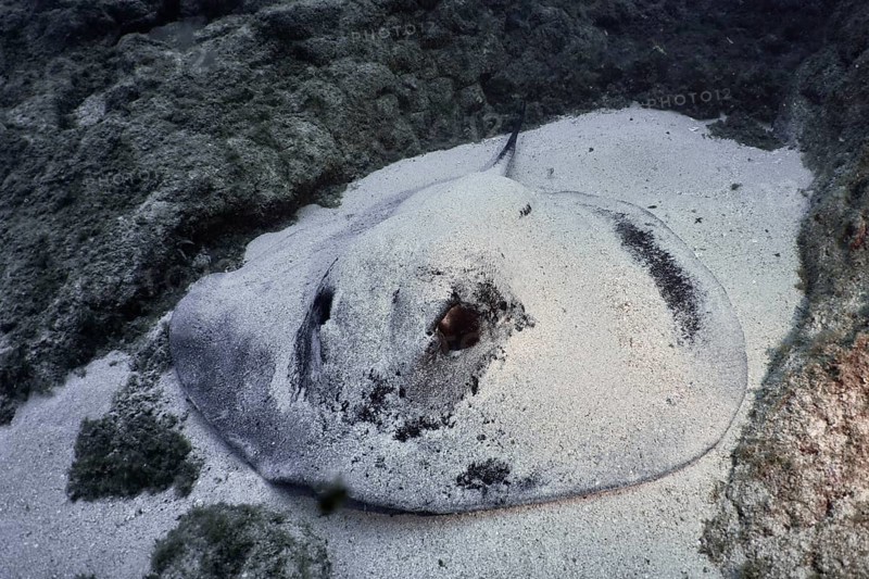 A round stingray (Taeniura grabata) lies partially buried in the sand on the seabed between lava rocks. Dive site Los Champignones, Las Galletas, Tenerife, Canary Islands, Spain, Europe