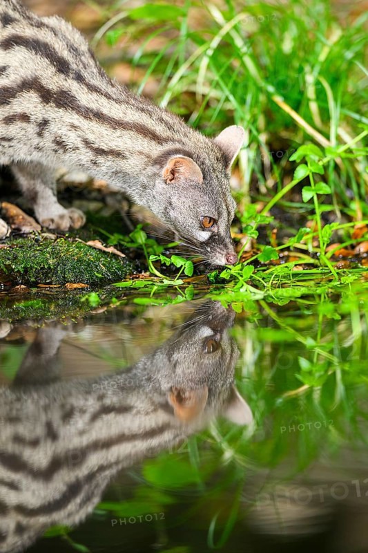 Common genet (Genetta genetta) drinking water at the shore of a lake, wildlife in a forest, Montseny National Park, Catalonia, Spain, Europe