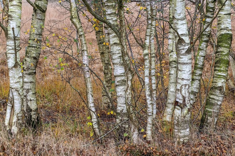 Birches (Betula pendula) in the moor in autumn leaves, Emsland, Lower Saxony, Germany, Europe