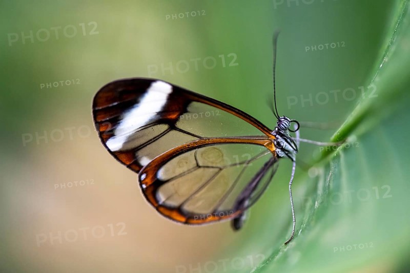 Glasswing butterfly (Greta oto), butterfly with transparent wings sitting on a leaf, Alajuela province, Costa Rica, Central America
