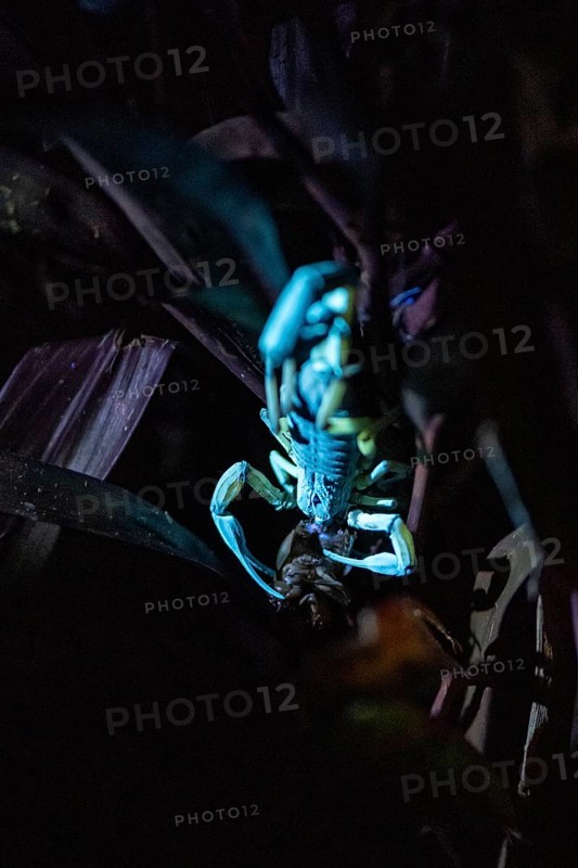 Bicoloured bark scorpion (Centruroides bicolor), scorpion glowing in black light eats prey, at night in the tropical rainforest, Puntarenas province, Costa Rica, Central America