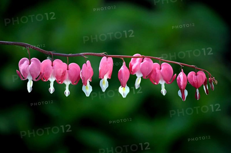 Watering heart (Dicentra spectabilis), flower, flowering, Germany, Europe