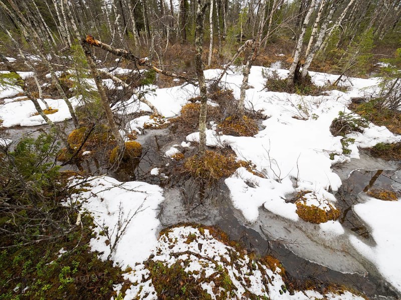 Hairy Birch (Betula pubescens), trees growing in a bog, covered with snow and ice, May, Pokka, Finnish Lapland