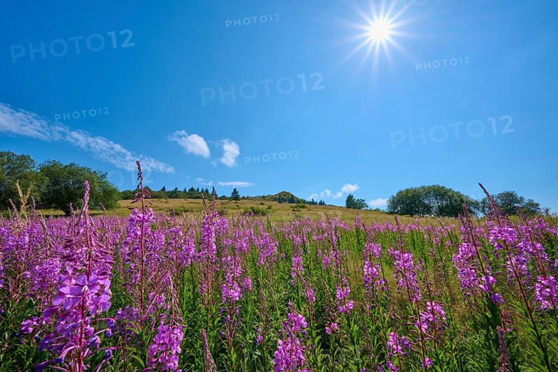 Blooming sally (Epilobium angustifolium), meadow in front of a hill under a clear sky, Abtsroder Kuppe, Abtsroda, Wasserkuppe, Rhön, Hesse, Germany, Europe