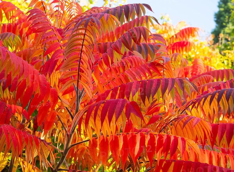 Stag's horn sumach (Rhus typhina), leaves in autumn colour, Hessen, Germany, Europe