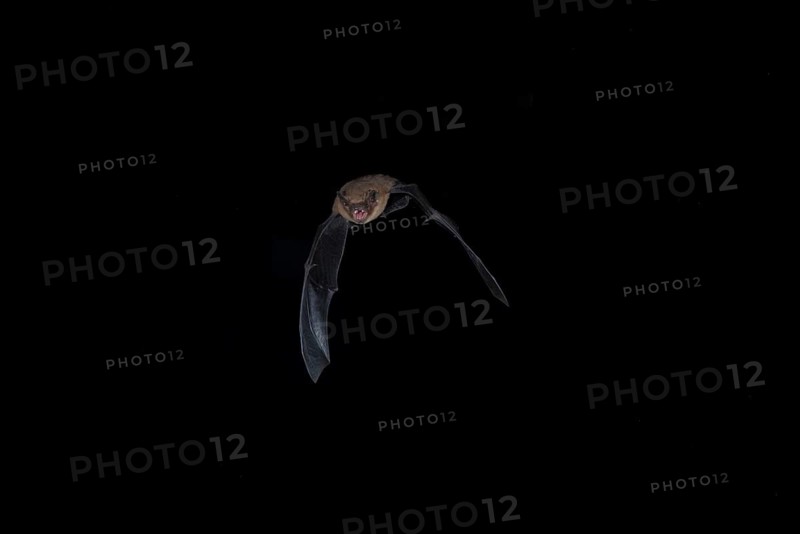 Common pipistrelle (Pipistrellus pipistrellus) hunting for insects at night, Brandenburg, Germany, Europe