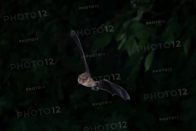 Common pipistrelle (Pipistrellus pipistrellus) hunting insects in front of deciduous forest, Brandenburg, Germany, Europe