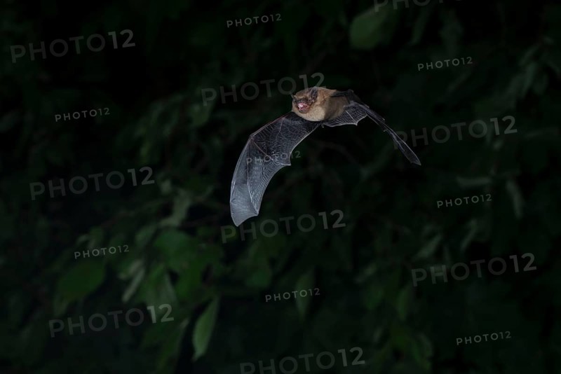 Common pipistrelle (Pipistrellus pipistrellus) hunting insects in front of deciduous forest, Brandenburg, Germany, Europe