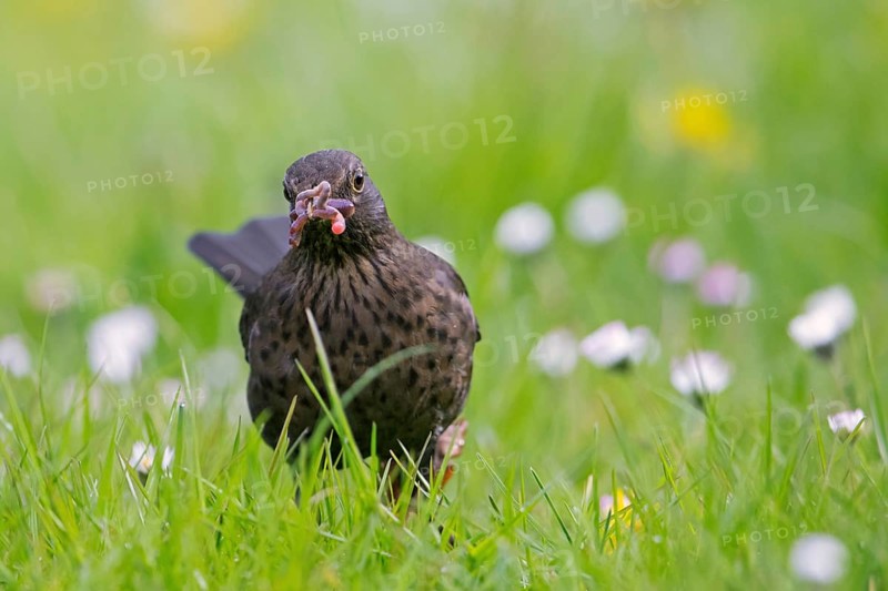 Common blackbird, Eurasian blackbird (Turdus merula) female foraging in grassland, meadow with caught worm, earthworm in beak