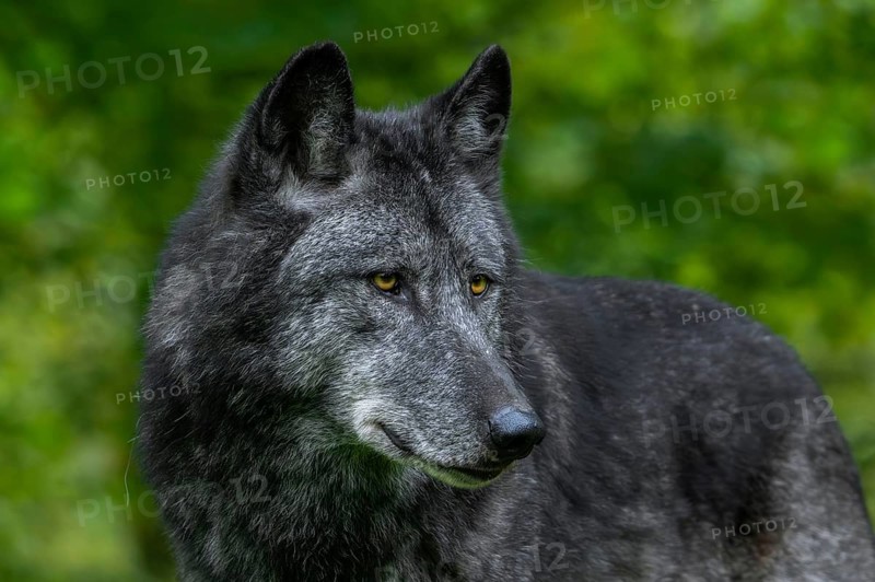 Black Northwestern wolf, Mackenzie Valley wolf, Alaskan timber wolf, Canadian timber wolf (Canis lupus occidentalis), largest grey wolf subspecies
