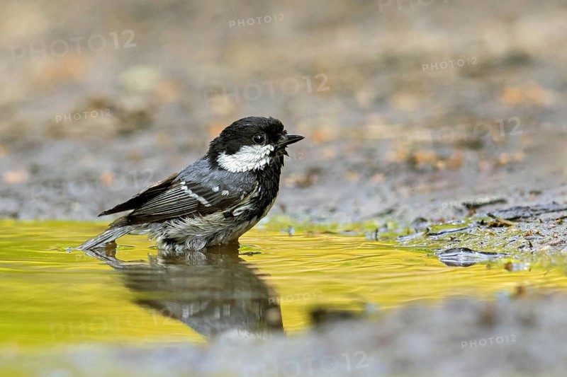 Coal tit (Periparus ater, Parus ater) bathing in water from pond, rivulet, Germany, Europe