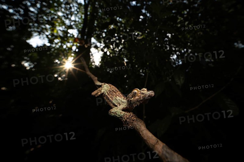Leaf-tailed gecko (Uroplatus sikorae) in the rainforests of Analamazaotra National Park, eastern Madagascar