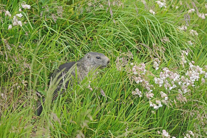 Marmot (Marmota), Grossglockner High Alpine Road, Salzburger Land, Austria, Europe