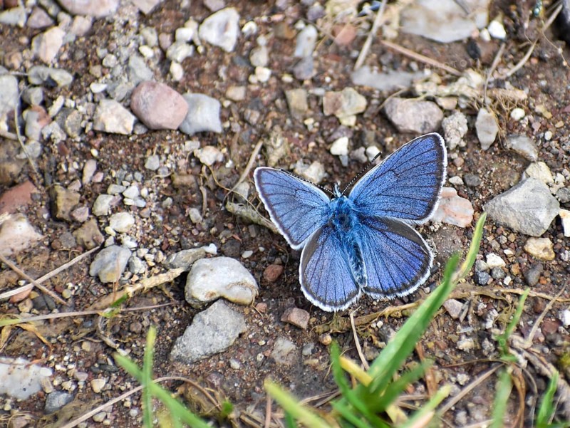 Common blue butterfly (Polyommatus icarus) on the ground, Berchtesgaden Alps, Bavaria, Germany, Europe
