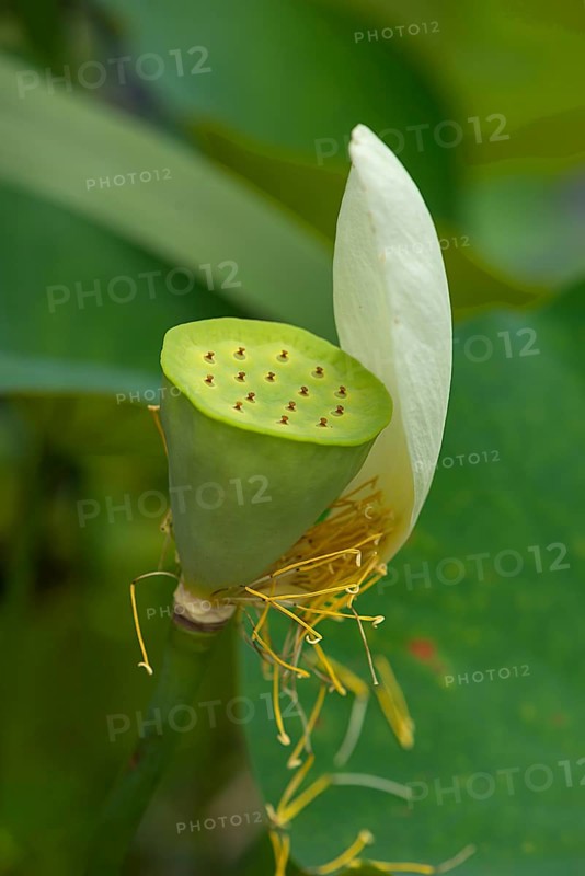 Seed capsule of a lotus (Nelumbo), Botanical Garden, Erlangen, Middle Franconia, Bavaria, Germany, Europe