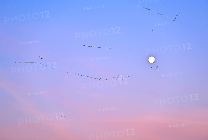 White-fronted goose (Anser albifrons), a flock of wild geese flies in the dawn in front of the full moon, Lower Rhine, North Rhine-Westphalia, Germany, Europe