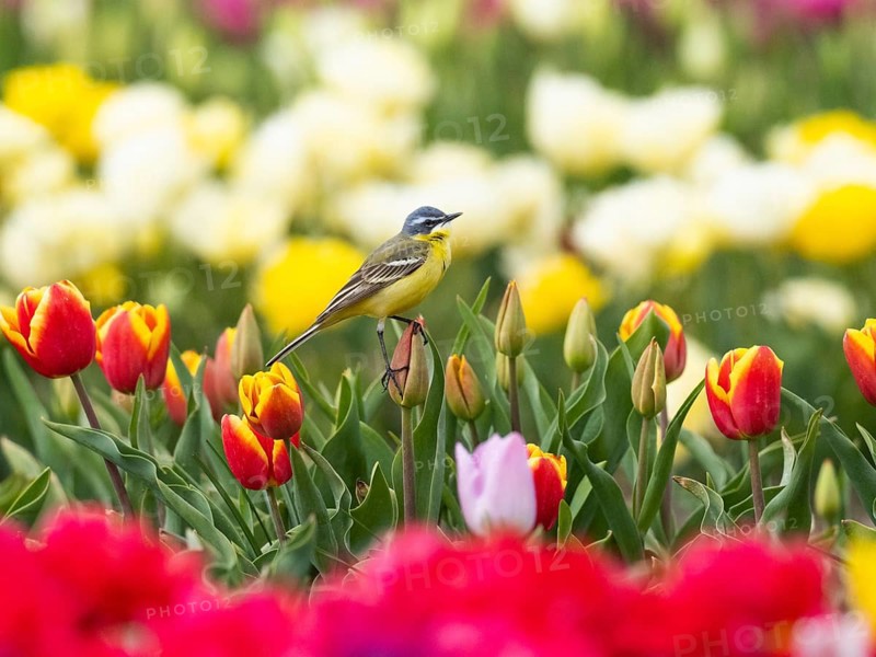 Yellow Wagtail (Motacilla flava) adult male sitting on a tulip flower, surrounded by a field of tulips, island Texel, Holland